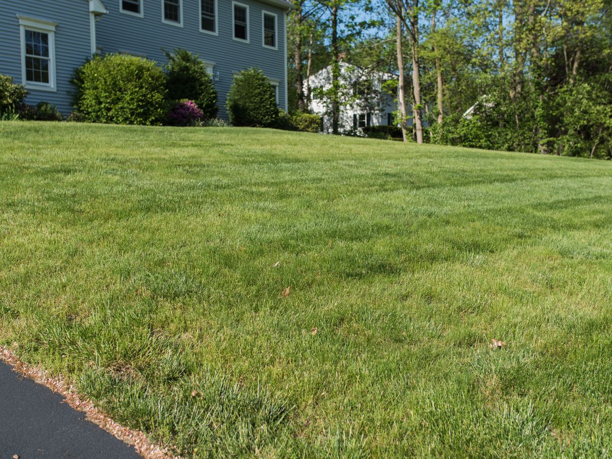 A deep green lawn with mower stripes on a sunny morning