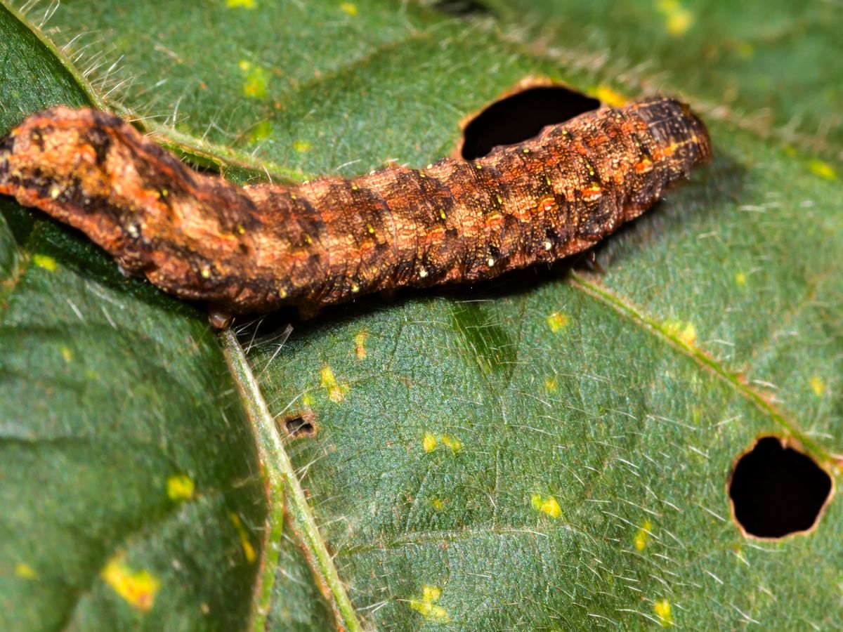 Army Worm and Grub Control on a North Georgia lawn
