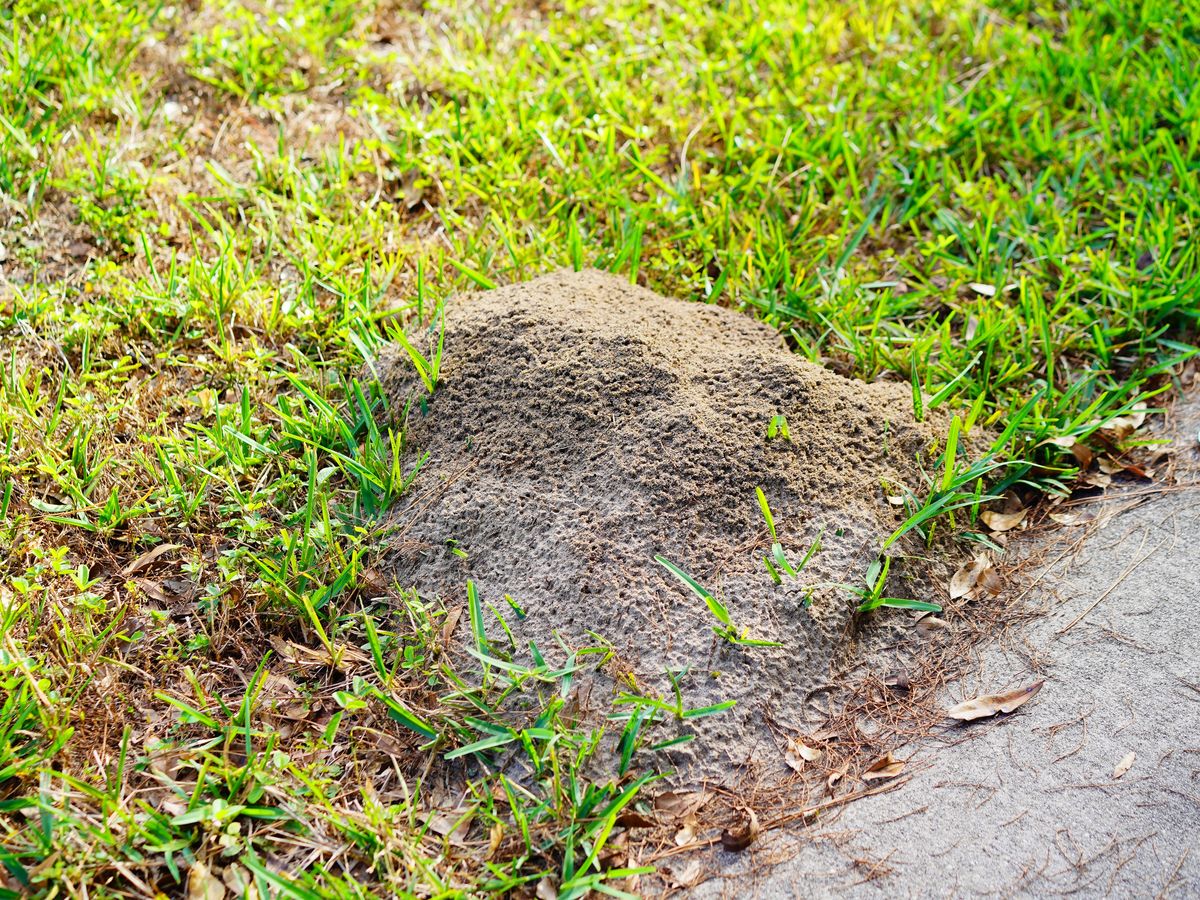 Fire Ant Control on a North Georgia lawn