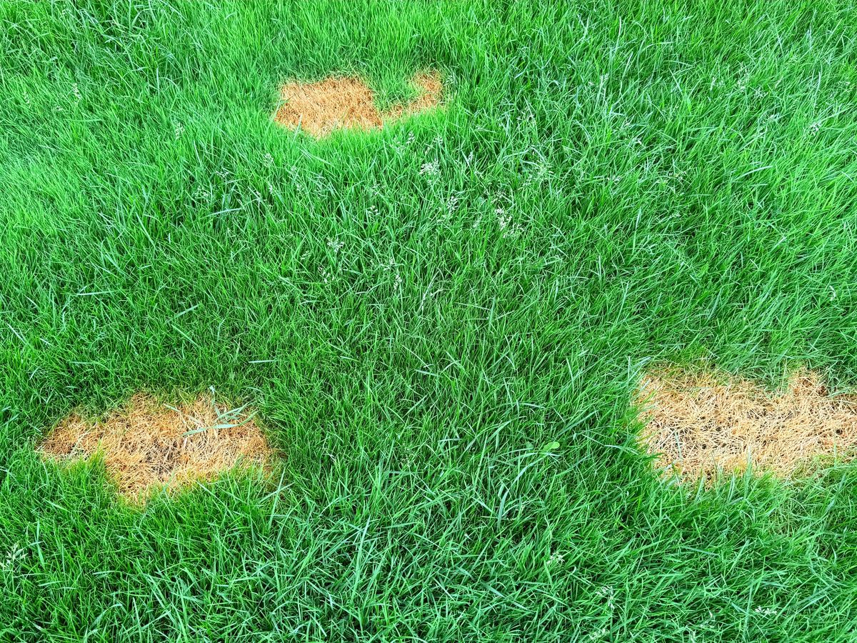 Fungicide Control on a North Georgia lawn