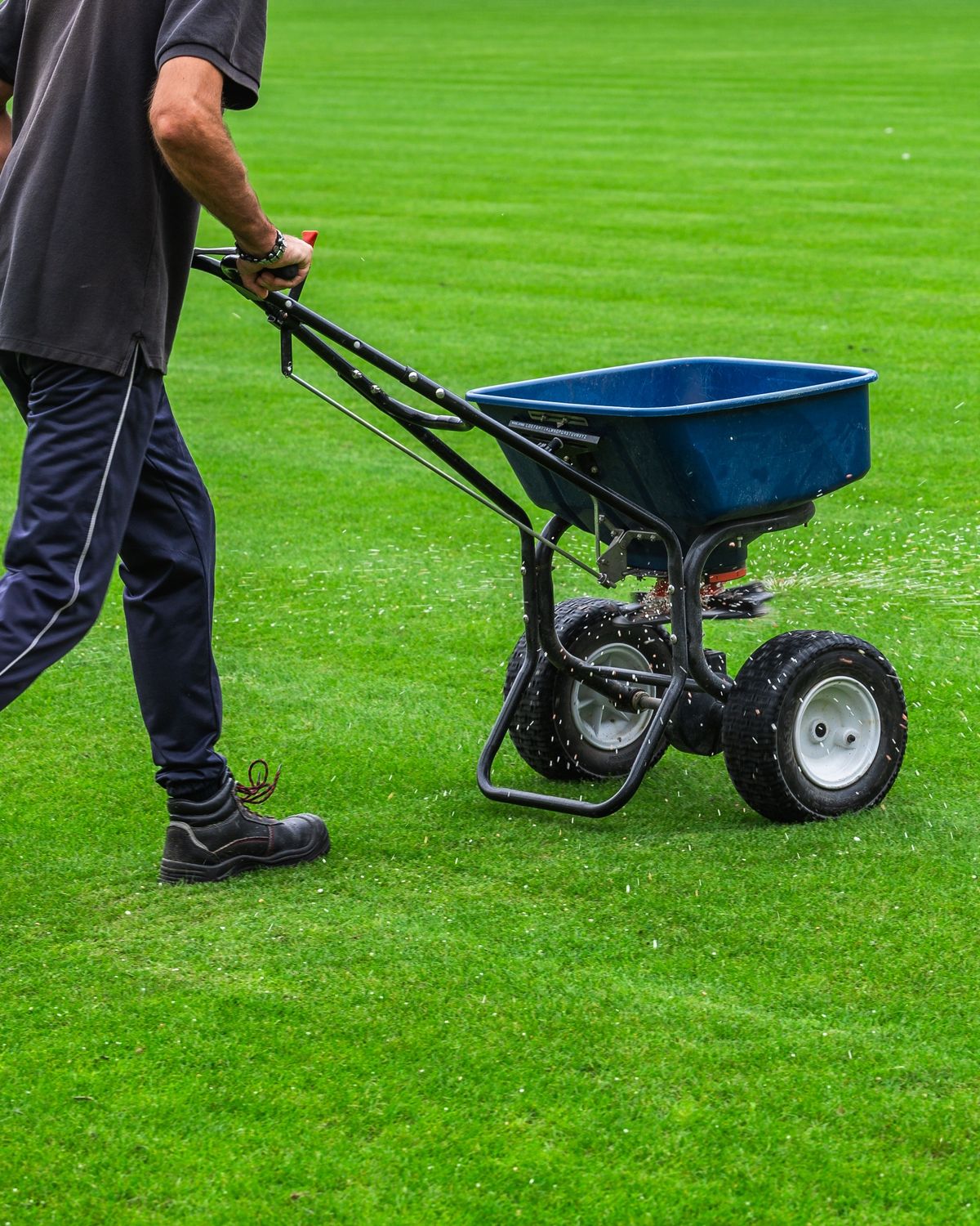 A technician pushing a fertilizer spreader across a striped lawn