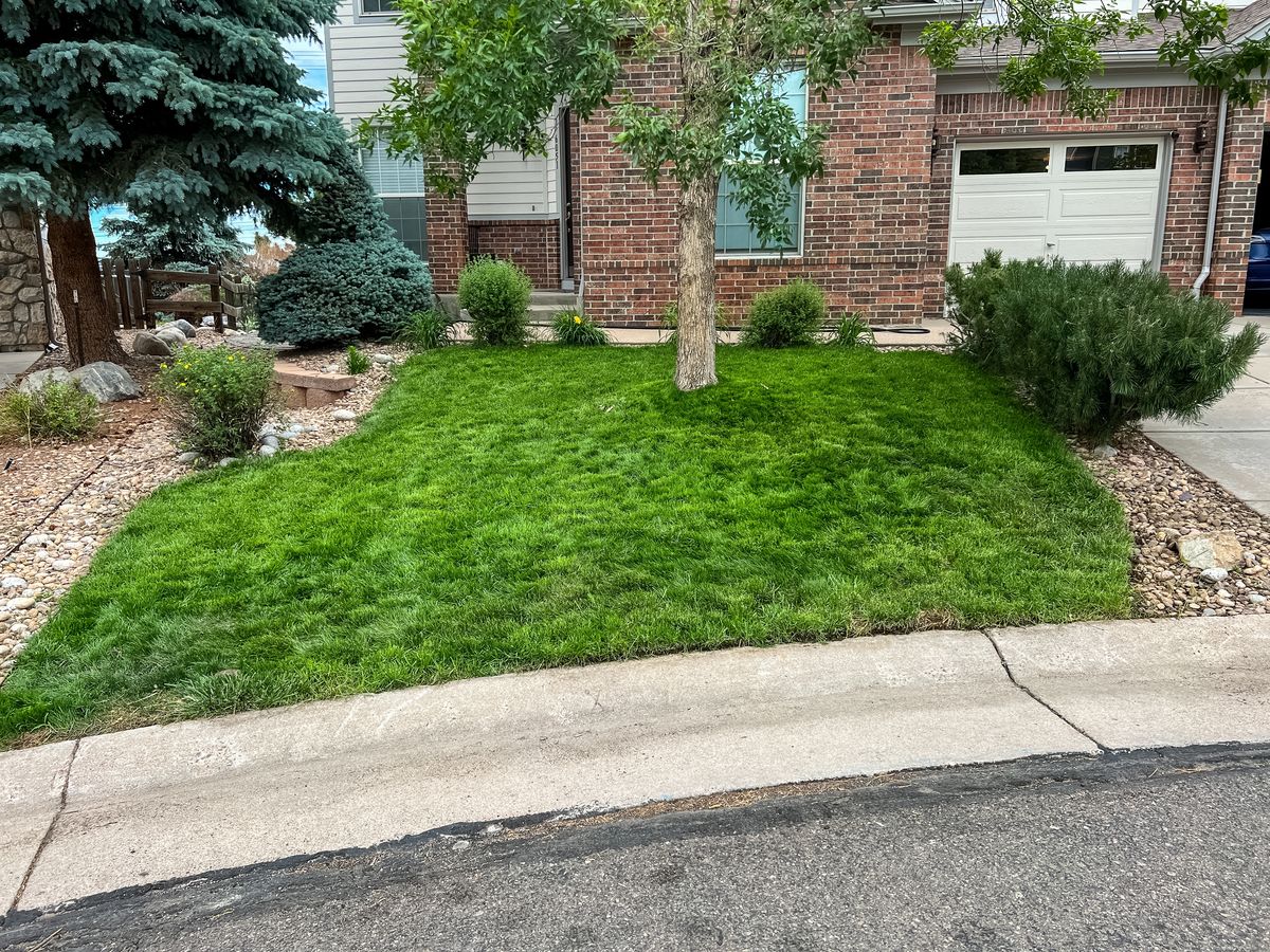 A freshly treated green lawn in front of a brick home