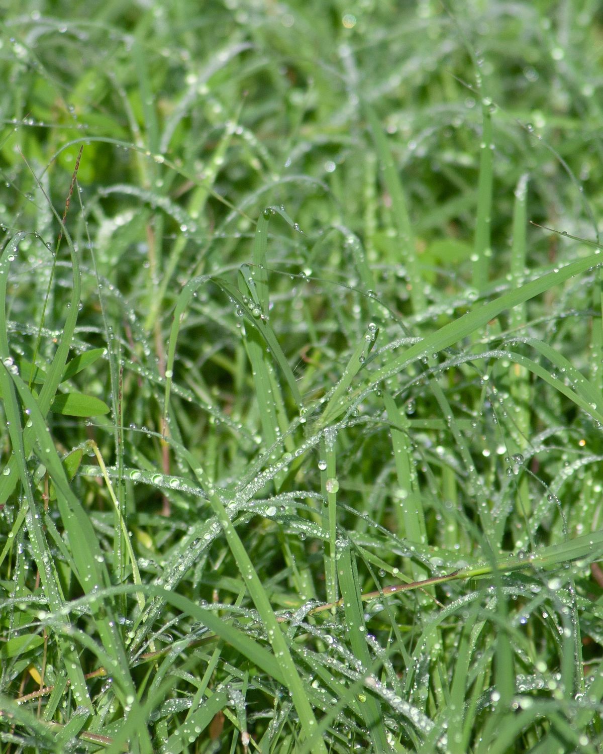 Close-up of healthy turf with morning dew
