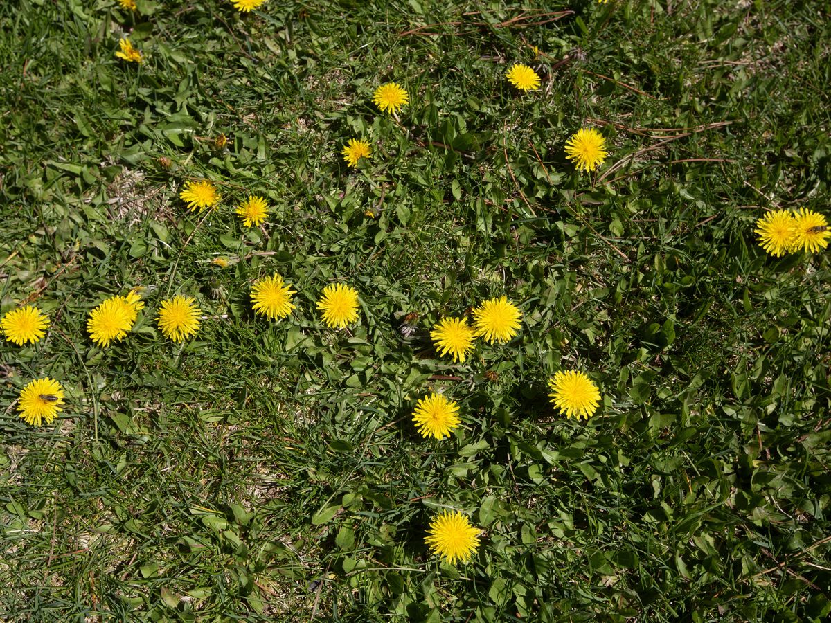 Weed Control on a North Georgia lawn